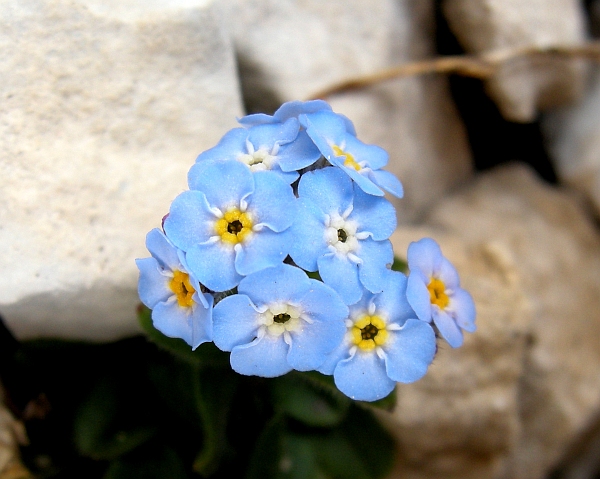 Myosotis sp.